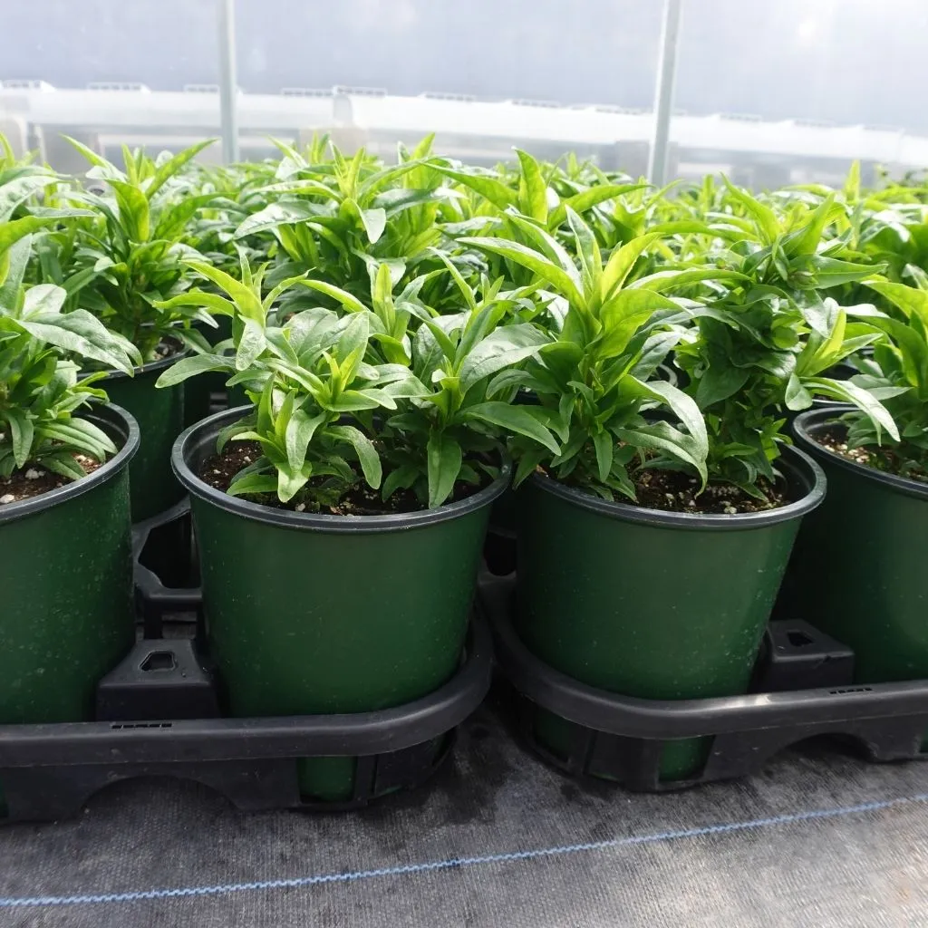 1 Gallon Nursery Pot - Thermoform Shuttle Pot - Green - 270 Count