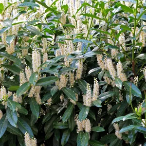 Pot Grown Laurel 'Caucasica' (Prunus laurocerasus 'Caucasica')