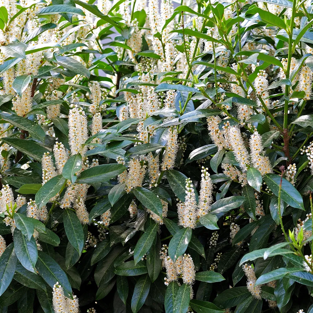 Pot Grown Laurel 'Caucasica' (Prunus laurocerasus 'Caucasica')