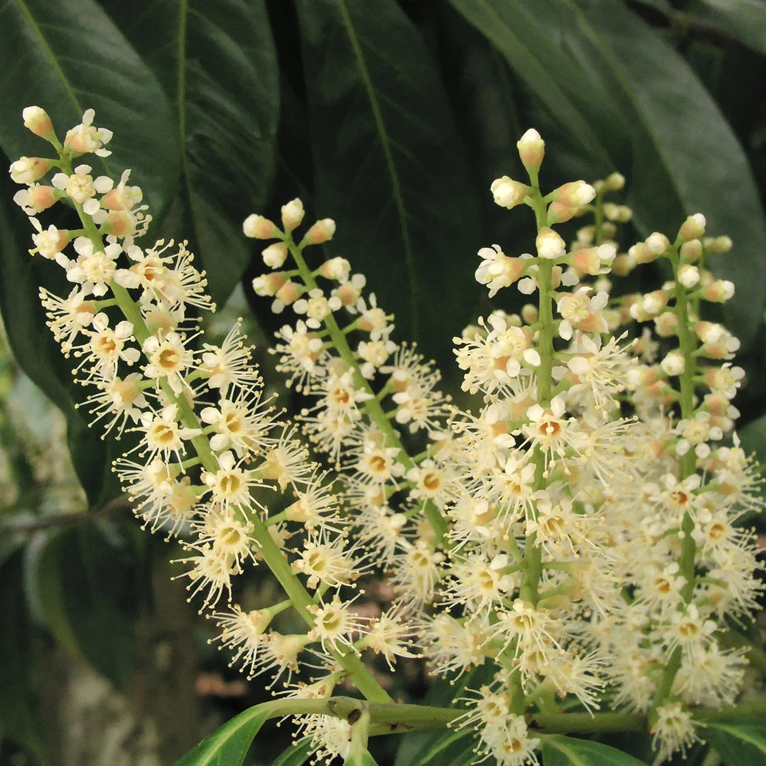 Pot Grown Laurel 'Caucasica' (Prunus laurocerasus 'Caucasica')