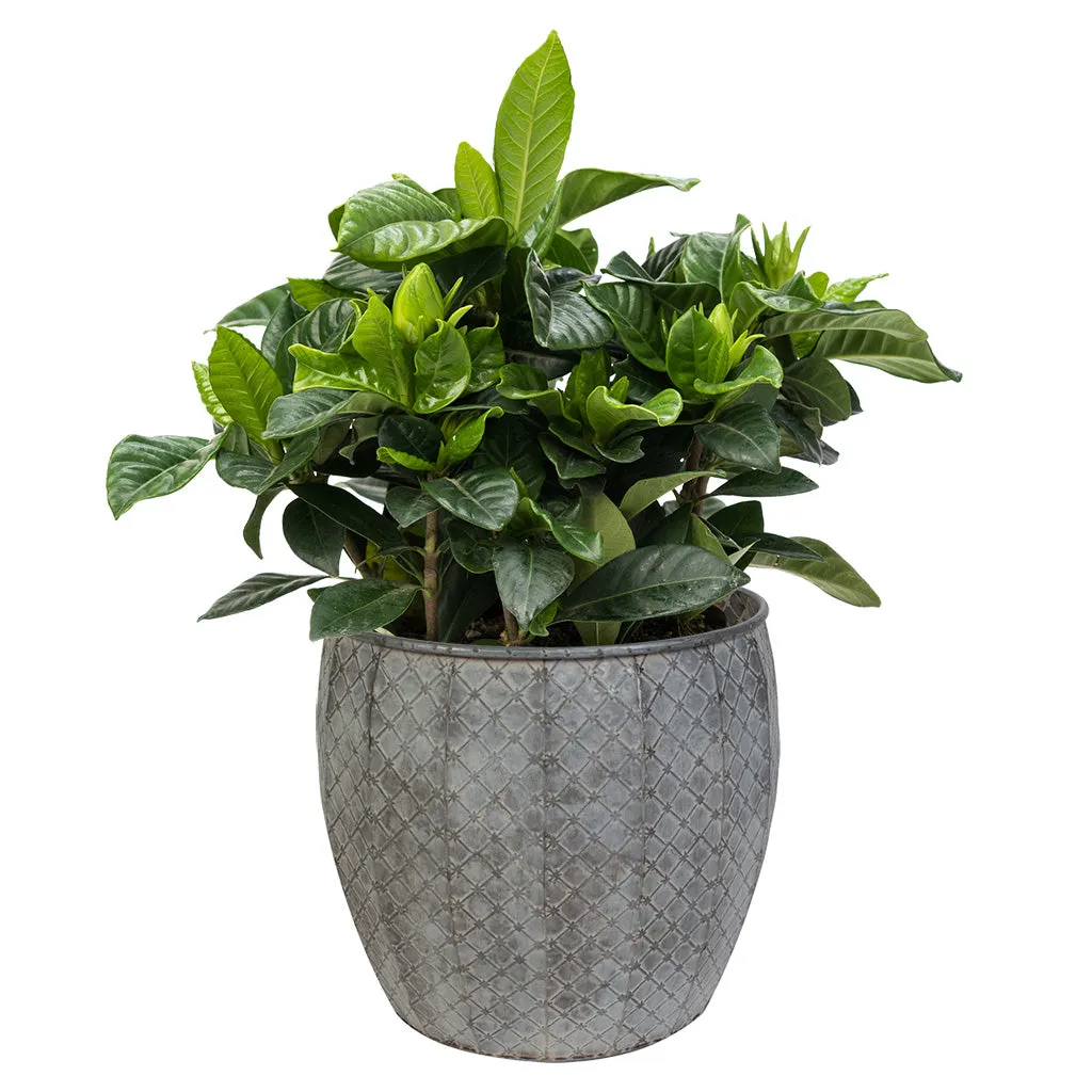 Set of 3 Textured Metal Planter Tubs