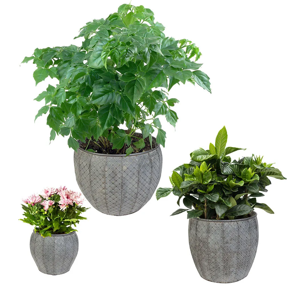 Set of 3 Textured Metal Planter Tubs