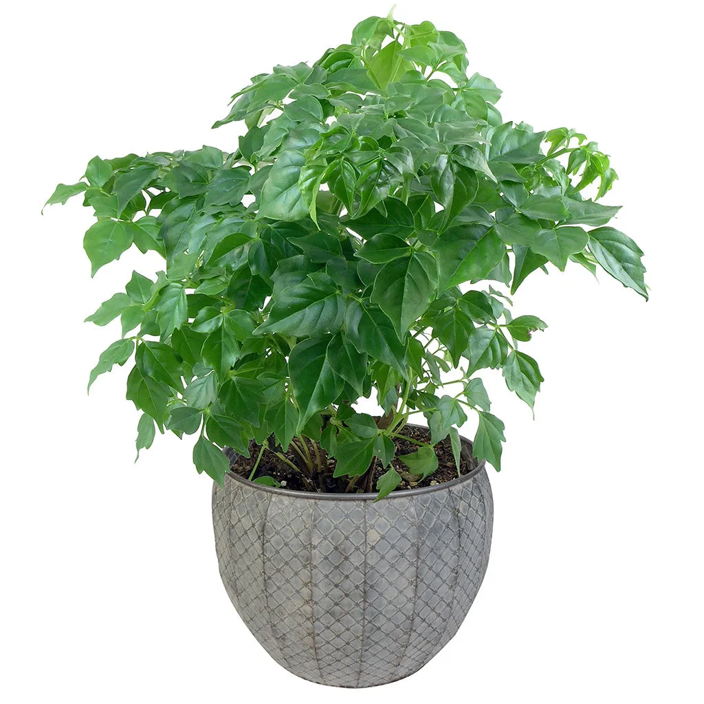 Set of 3 Textured Metal Planter Tubs